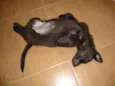 Ducha