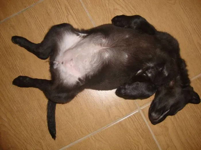 Cachorro ra a srd com labrador idade 2 a 6 meses nome Ducha