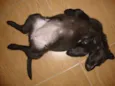 Ducha