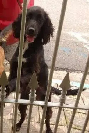 Cachorro ra a SRD idade 2 anos nome Lady