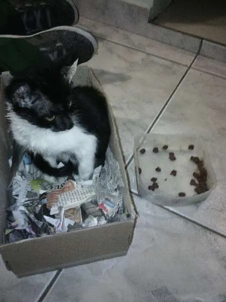 Gato raça Vira Lata idade 2 a 6 meses nome Ritchie