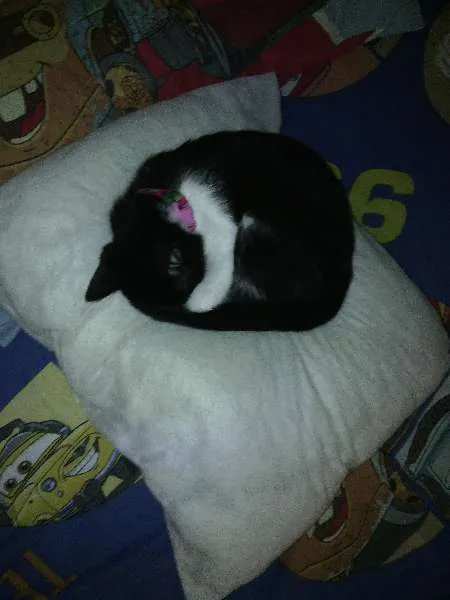 Gato raça Vira Lata idade 2 a 6 meses nome Ritchie