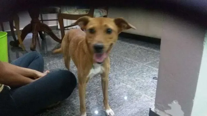 Cachorro ra a Vira-lata idade 2 anos nome Lua