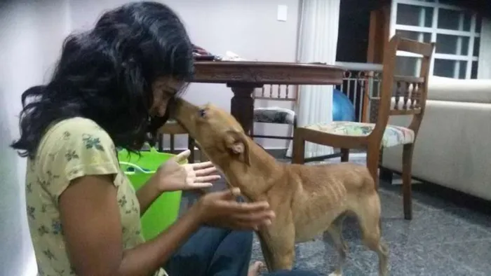 Cachorro ra a Vira-lata idade 2 anos nome Lua