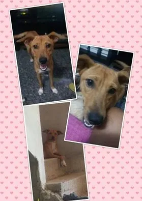 Cachorro ra a Vira-lata idade 2 anos nome Lua