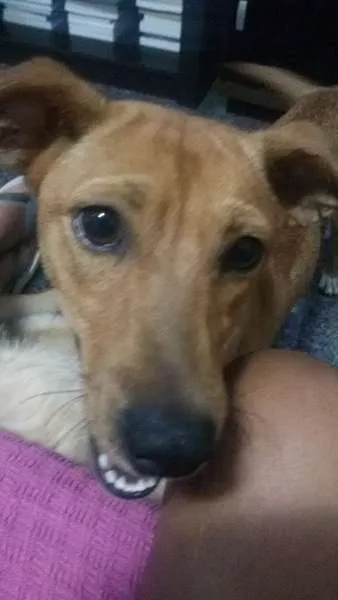 Cachorro ra a Vira-lata idade 2 anos nome Lua