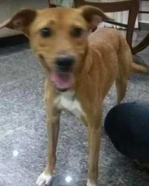 Cachorro raça Vira-lata idade 2 anos nome Lua