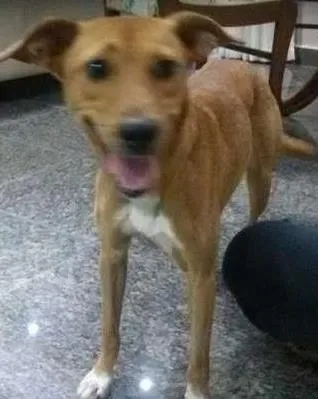 Cachorro ra a Vira-lata idade 2 anos nome Lua