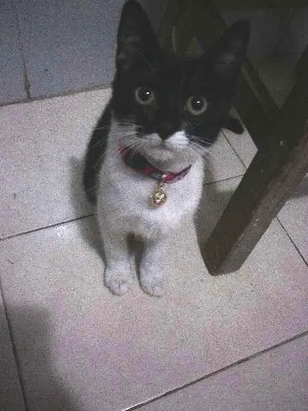 Gato raça Vira Lata idade 2 a 6 meses nome Ritchie