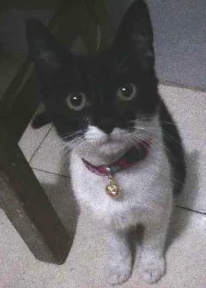 Gato raça Vira Lata idade 2 a 6 meses nome Ritchie