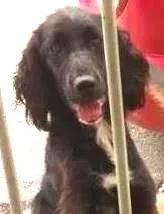 Cachorro ra a SRD idade 2 anos nome Lady