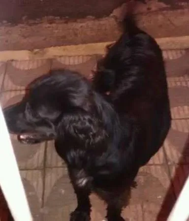 Cachorro ra a SRD idade 2 anos nome Lady