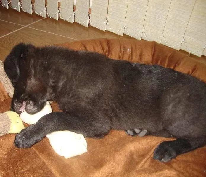 Cachorro ra a srd com labrador idade 2 a 6 meses nome Ducha
