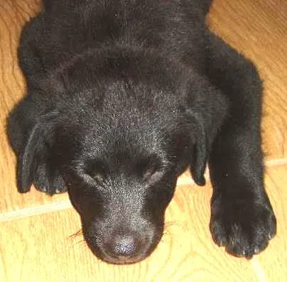 Cachorro ra a srd com labrador idade 2 a 6 meses nome Ducha