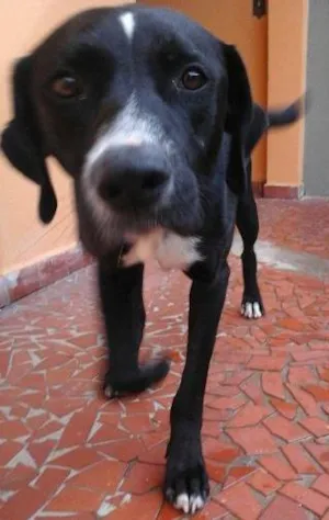 Cachorro raça desconhecido idade 7 a 11 meses nome negão