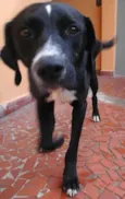 negão