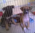 Zé e Belinha