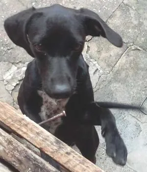 Cachorro raça  idade 7 a 11 meses nome Nina