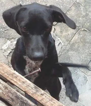 Cachorro ra a  idade 7 a 11 meses nome Nina