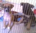 Zé e Belinha