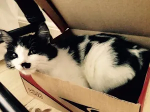 Gato raça SRD idade 2 a 6 meses nome ?