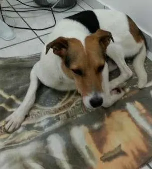 Cachorro ra a SRD idade 6 ou mais anos nome TICO