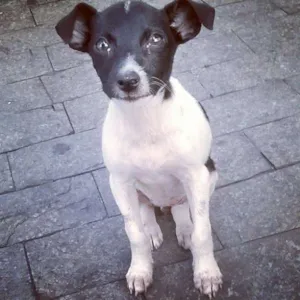 Cachorro raça Não sei idade 2 a 6 meses nome Sem nome