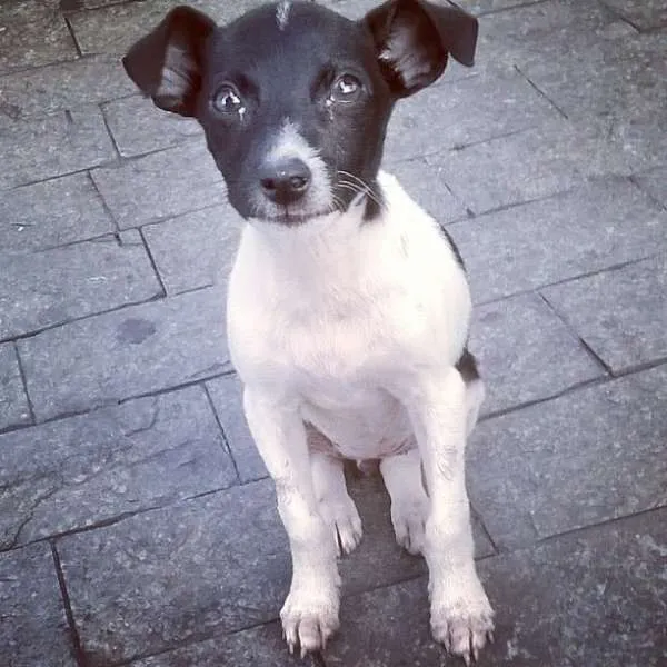 Cachorro ra a Não sei idade 2 a 6 meses nome Sem nome