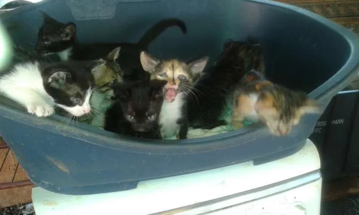 Gato ra a  idade Abaixo de 2 meses nome sem nomes