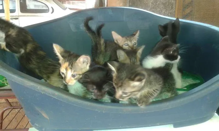 Gato ra a  idade Abaixo de 2 meses nome sem nomes