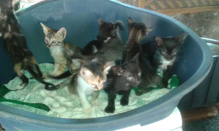 Gato ra a  idade Abaixo de 2 meses nome sem nomes