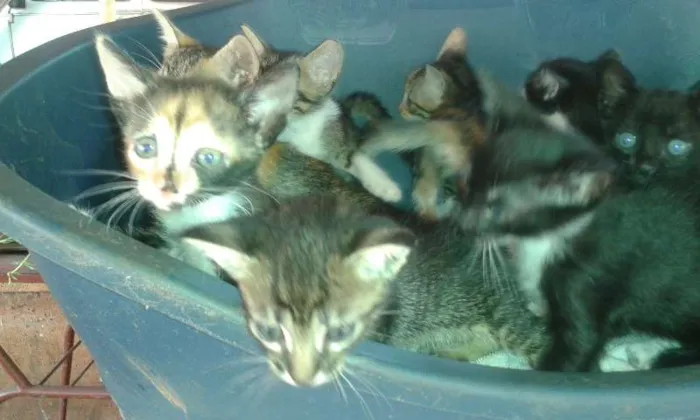 Gato ra a  idade Abaixo de 2 meses nome sem nomes
