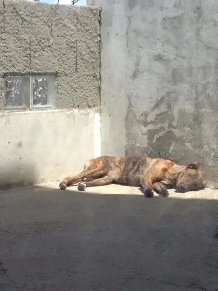 Cachorro ra a SRD idade 7 a 11 meses nome Meg
