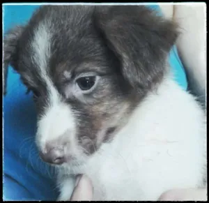Cachorro raça SDR idade 2 a 6 meses nome ligue para 98223577