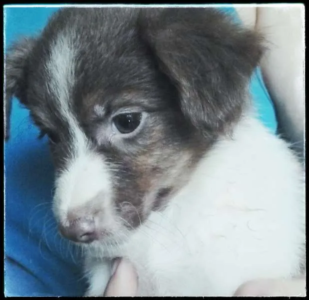 Cachorro ra a SDR idade 2 a 6 meses nome ligue para 98223577