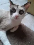 Giovanna
