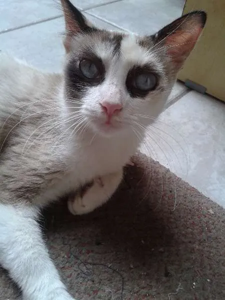 Gato ra a  idade 7 a 11 meses nome Giovanna