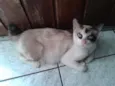 Giovanna
