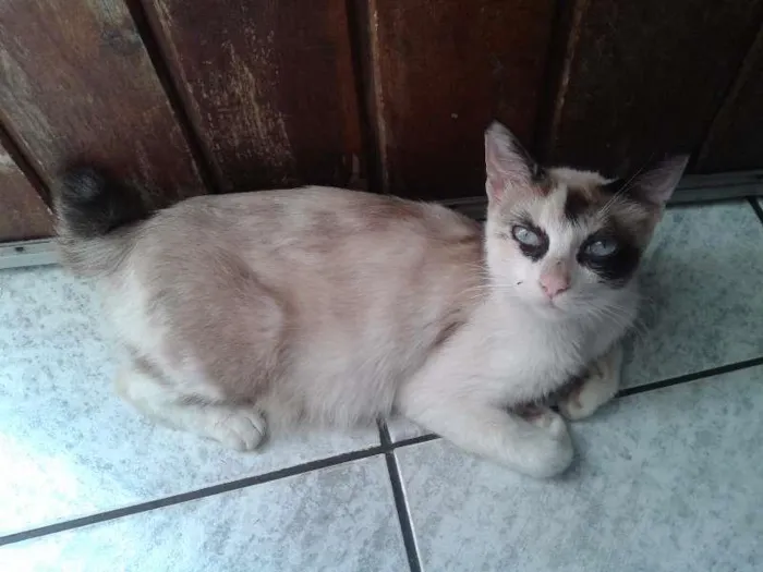 Gato ra a  idade 7 a 11 meses nome Giovanna