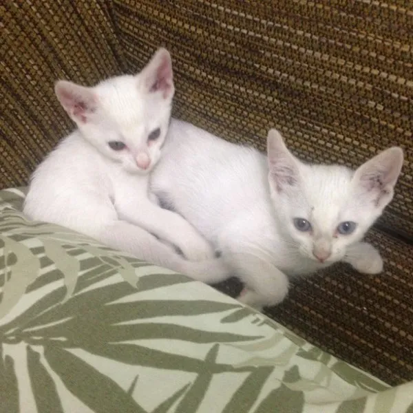 Gato ra a Srd idade 2 a 6 meses nome Snow 