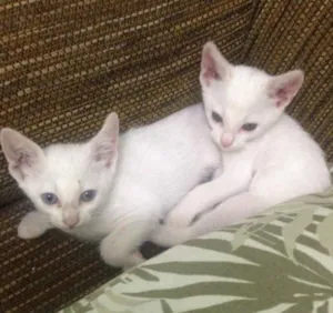 Gato raça Srd idade 2 a 6 meses nome Snow 