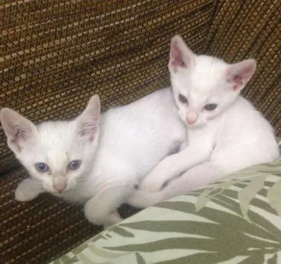 Gato ra a Srd idade 2 a 6 meses nome Snow 
