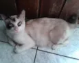 Giovanna