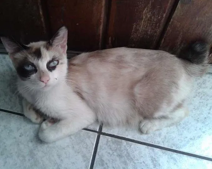 Gato ra a  idade 7 a 11 meses nome Giovanna