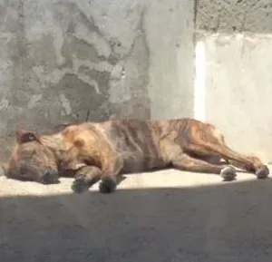Cachorro raça SRD idade 7 a 11 meses nome Meg