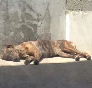 Cachorro ra a SRD idade 7 a 11 meses nome Meg