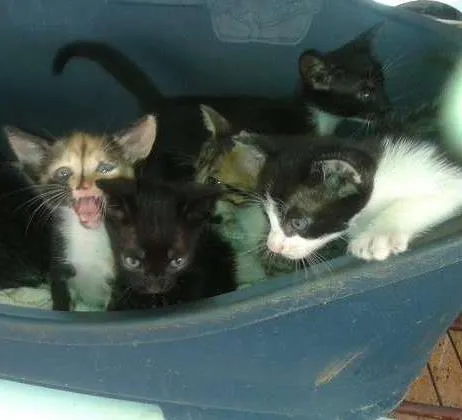 Gato ra a  idade Abaixo de 2 meses nome sem nomes