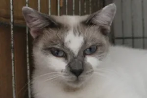 Gato raça Sialata idade 7 a 11 meses nome Ariel