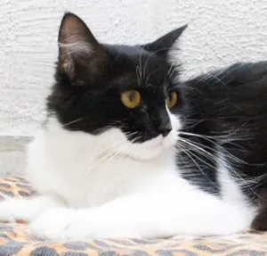 Gato raça SRD idade  nome Chanel