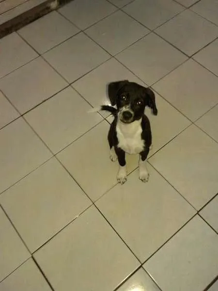 Cachorro raça SRD idade 7 a 11 meses nome Luna